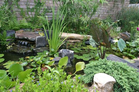 As per the most recent records it also ensures that the fish living in the koi pond has a proper environment to live in. Future vision of El Paso...... (Howe: complaints, work ...