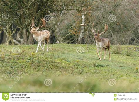 Fallow Deer During Mating Season Stock Image Image Of Heat Park