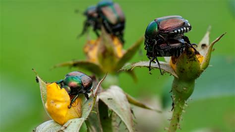 The Story Of Japanese Beetles And How To Fight Them