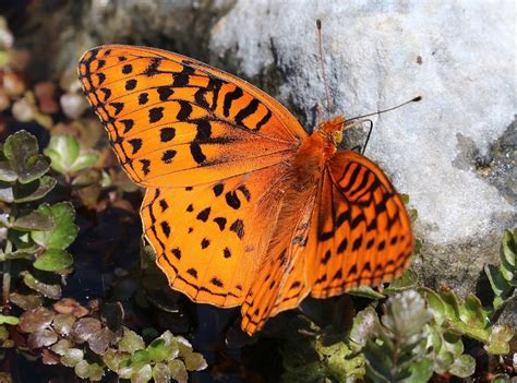Fritillary Butterflies Species Facts And Photographs