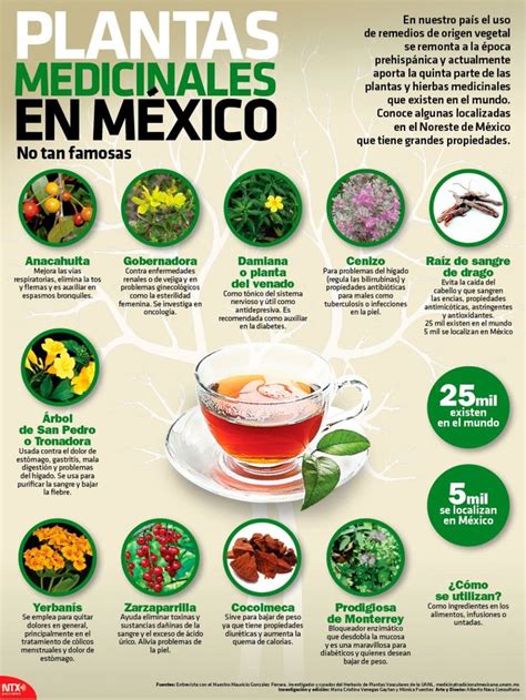 Plantas medicinales poco conocidas de Mexico Plantas medicinales Hierbas curativas Nutrición