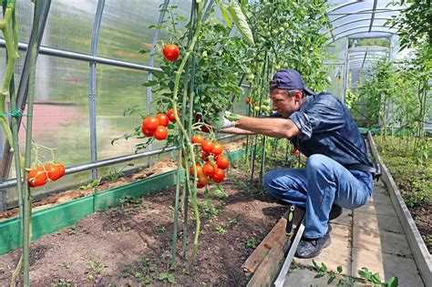 Caring For Your Tomato Plants Speaky Magazine