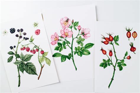 Plant Illustration Watercolor Wild Rose Hips And Berries Custom