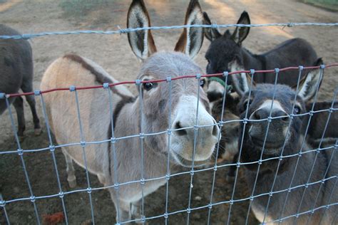 Fall At Legendary Farms These Photos Of Miniature Donkeys Flickr