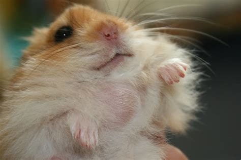 My Hamster Has A Lump Signs Of An Abscess Pethelpful