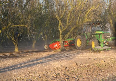 Training And Pruning Basics For Hazelnut Trees West Coast Nut