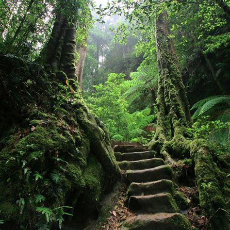 Green Nature Forest Stairs Woods Whimsical Greenery Lest