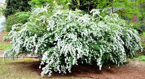 Cultivate or mulch to control weeds. Crisp & Clean...White Spring Flowers - Redeem Your Ground ...