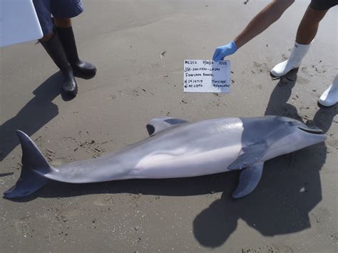 Dolphin Reproduction Hurt By Bp Oil Spill Cbs News