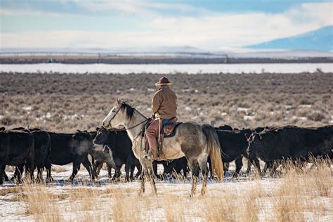 Agriculture Photography By Todd Klassy Photography Winter Cattle