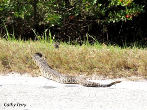 Massive Rattlesnake Spotted In Central Florida