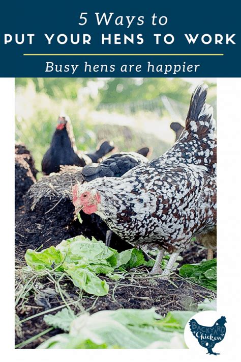 5 Ways Your Hens Can Help On The Homestead