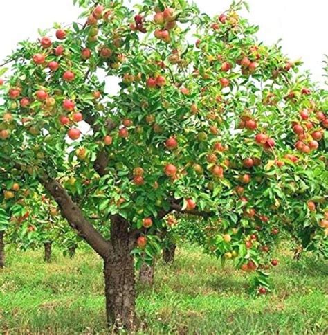 Kapebonavista Anaar Kamphoi Dalimb Dalimba Madulai Pomegranate Punica