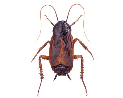 Oriental Cockroaches San Antonio And Austin Pest Control