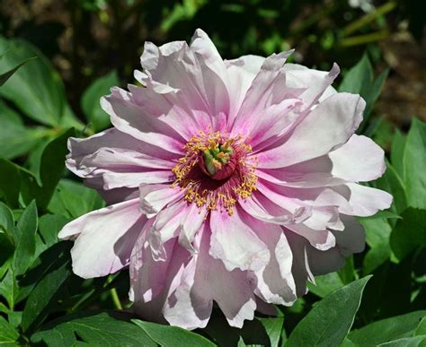 Tree Peony Care How To Grow Tree Peonies Gardening From House To