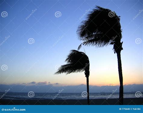 Palm Trees Swaying In The Wind Stock Photo Image Of Bend Waves 775640