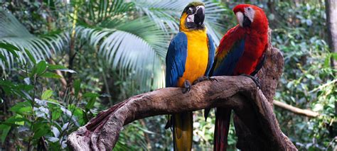 Последние твиты от brazil gov news (@brazilgovnews). Brazil Amazon Jungle Adventure | Brazil, Latin America