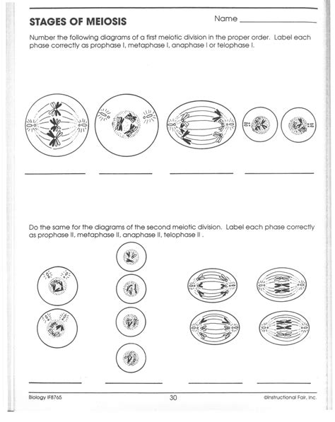 13 Identify Stages Of Mitosis Worksheet