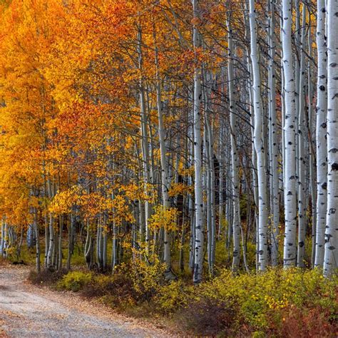 Tall Aspen Trees In Wasatch National Forest Utah Stock Photo Image