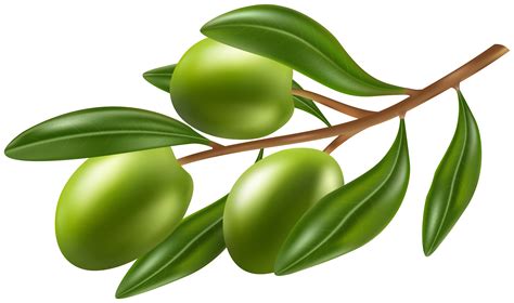 Clipart Olive 10 Free Cliparts Download Images On Clipground 2024