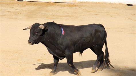 Bullfighting Spain Information About Bullfights In Spain Spanish