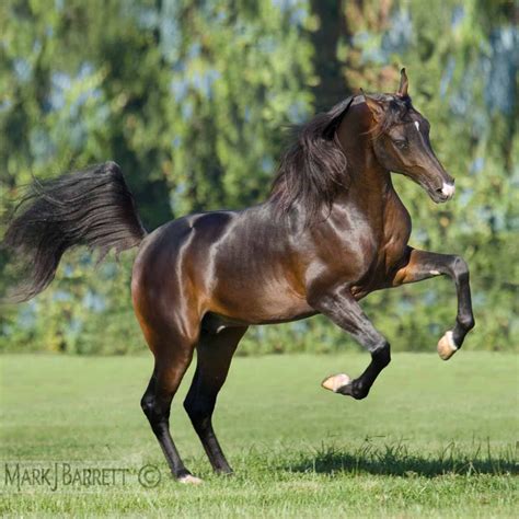 The fastest recorded time is. Brown horse :: Arabian Horse stallion | Caballos, Caballos ...