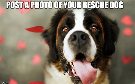Rescue Dog Imgflip