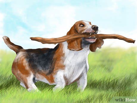 ways  identify  basset hound wikihow