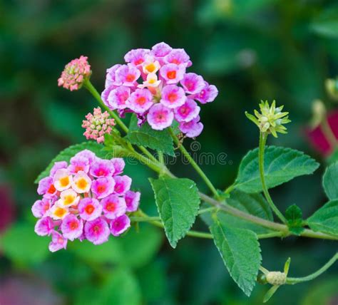 Lantana Camara Flower Stock Photo Image Of Pink Plant 66782602