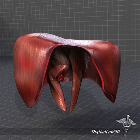 Complete Abdominal Organs 3d Model Collection Cgtrader