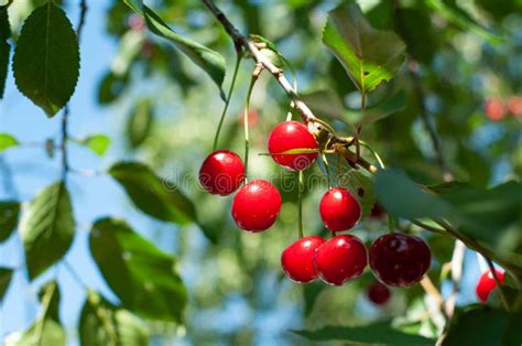 Juicy Red Cherries Hanging On The Branch Stock Image Image Of