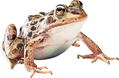 Download Png Image Frog Png Image Sb B Pinterest Frogs