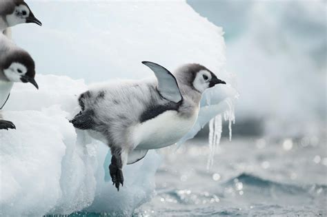 Pingüinos Fichas De Animales En National Geographic