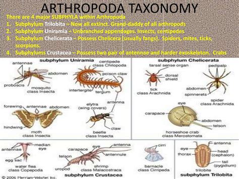Phylum Arthropoda Diagram