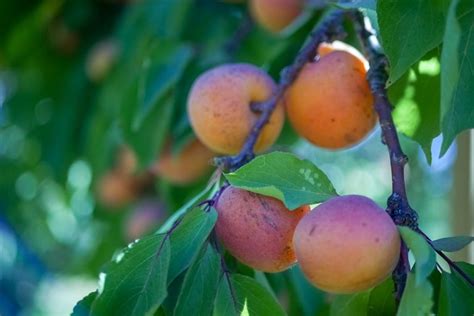 How To Prune Deciduous Fruiting Trees Bay Road