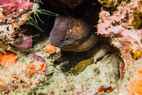 Yellow Edged Moray Eel Facts Photographs Video Seaunseen