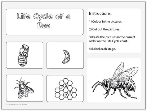 Life Cycle Of A Bee Worksheet Click To Download Life Cycles