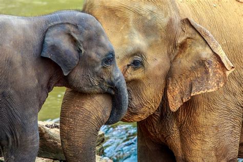 Elephants Educational Resources K12 Learning Life Science Science