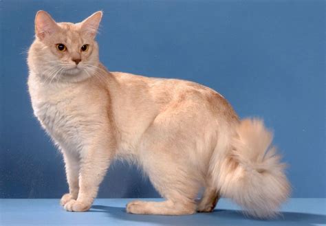 Fawn Somali Cat The Animals Maine Coon Pretty Cats Beautiful Cats