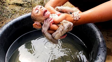 Cute Baby Monkey Take A Bath Mom Clean For Lyly Youtube