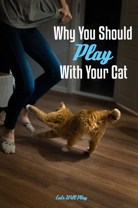 Why You Should Play With Your Cat Cats Will Play Cats Cat Behavior Kittens Playing