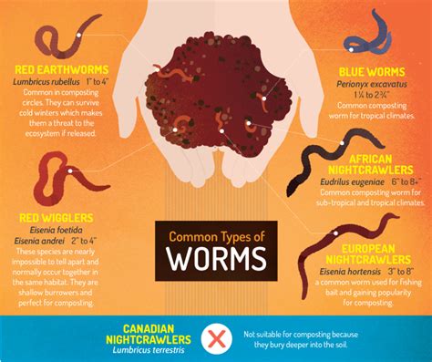Vermicomposting How To Worm Your Way Into Composting Heaven Care2 Causes