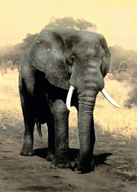 Displate Elephant Poster Art Print By Walter Bruneel Displate