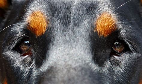 Dogs Developed “sad Puppy Eyes” To Appeal To Humans Study