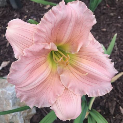 You'll also find photos, recipes, frequently asked questions, and a dose of wit & wisdom. How to grow the BEST Daylilies #McCabes #Flowers # ...