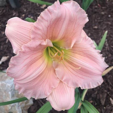 These lobelia flowers are tall perennials that thrive in usda plant hardiness zones 1 through 10. How to grow the BEST Daylilies #McCabes #Flowers # ...