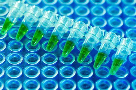 This pcr introduction will demonstrate that pcr is a fundamental technique used to amplify fragments of dna, frequently using the taq polymerase to. PCR analysis: Tips and principles for successful experiments