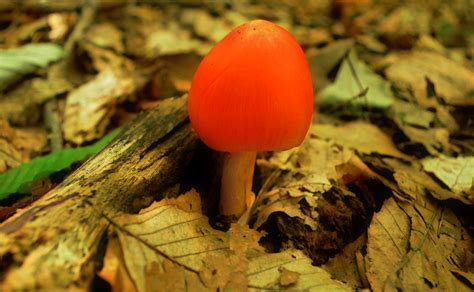 Tiny orange mushroom under the forest leaves