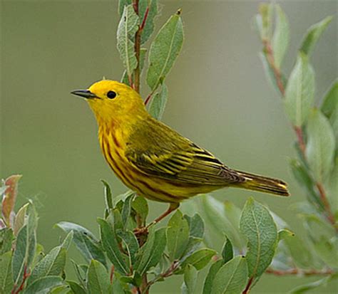 The calcariidae are a group of passerine birds that were traditionally grouped with the new world sparrows, but differ in a number of respects and are usually found in open grassy areas. male yellow warbler - Birds Photo (36106108) - Fanpop