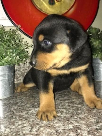 We did not find results for: Rottweiler puppy dog for sale in Los Angeles, California